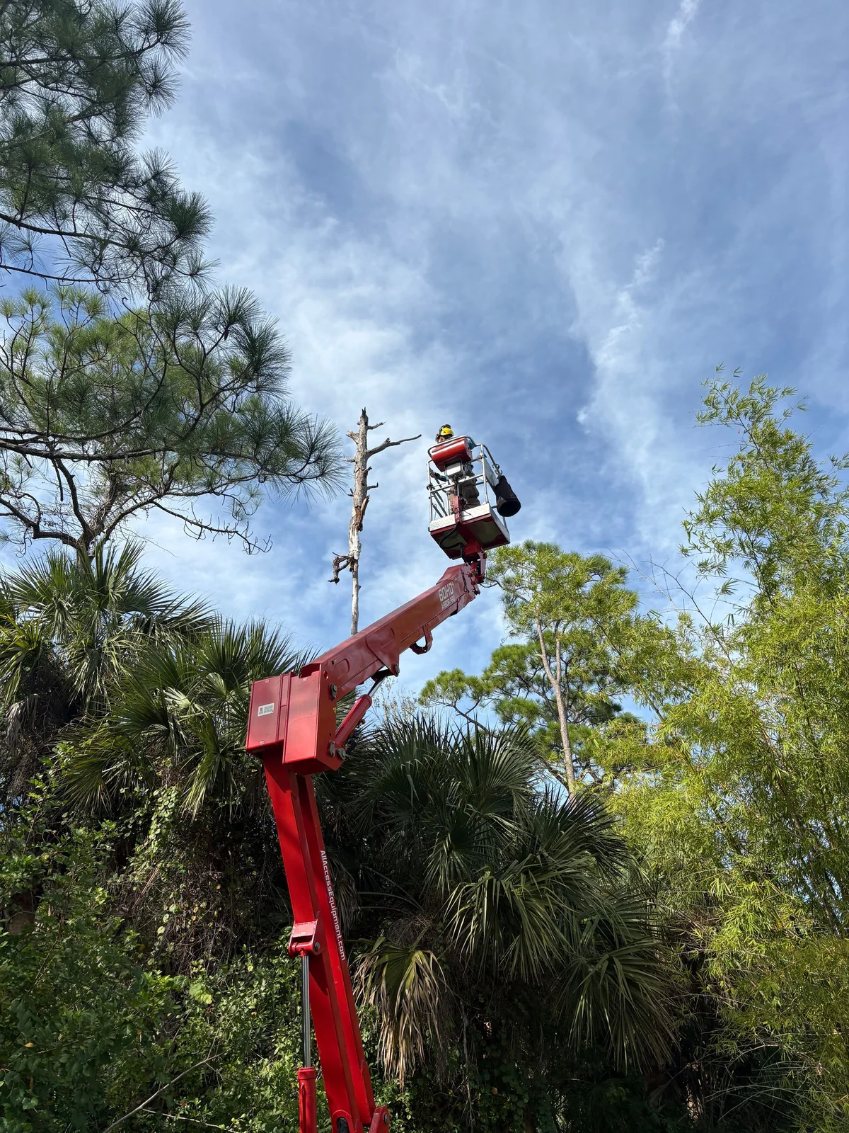 Branch Tree Service crew using a bucket lift to reach the top of a tall pine