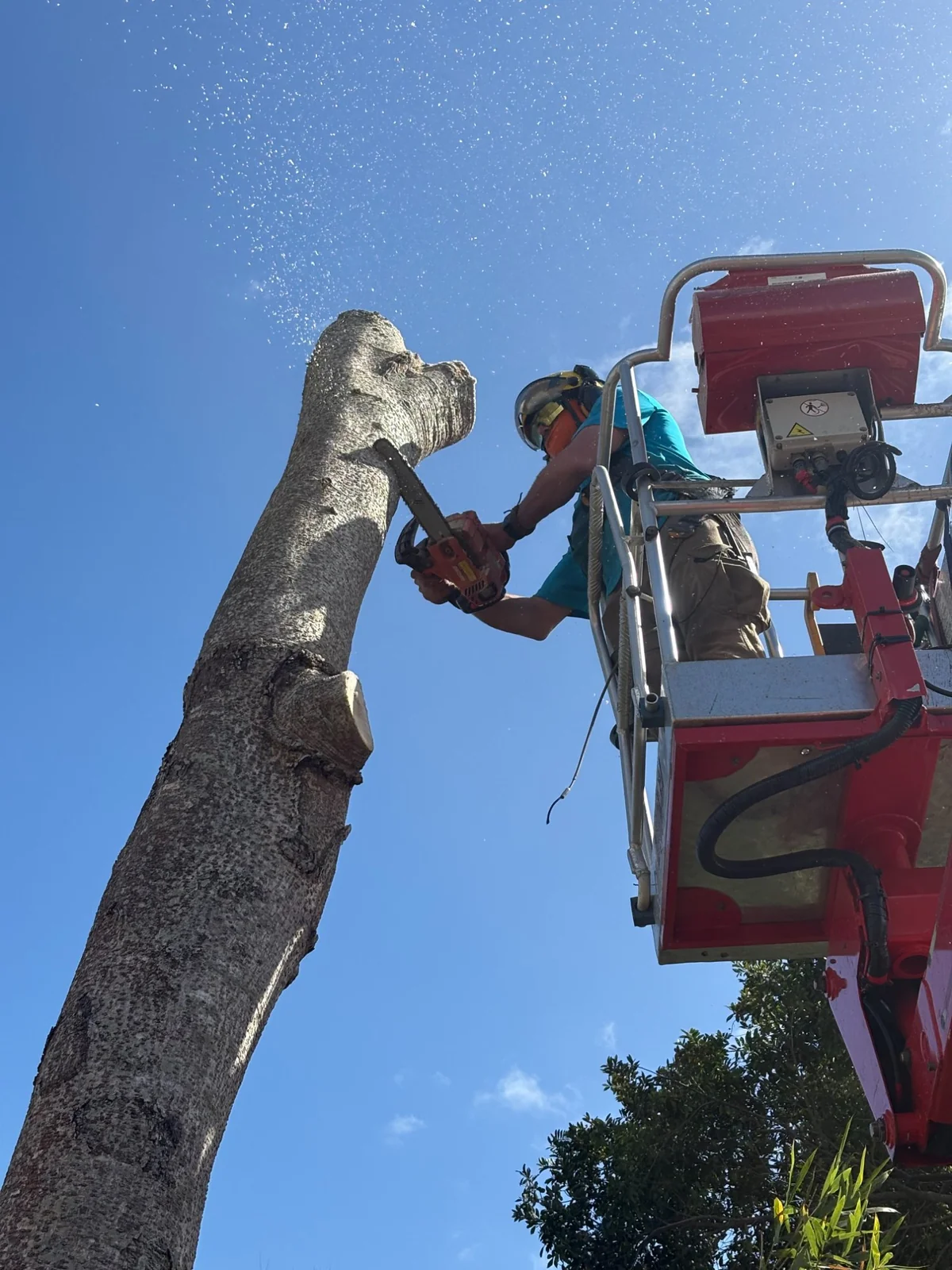 Branch Tree Service arborist sectioning a tall trunk with a chainsaw from a lift