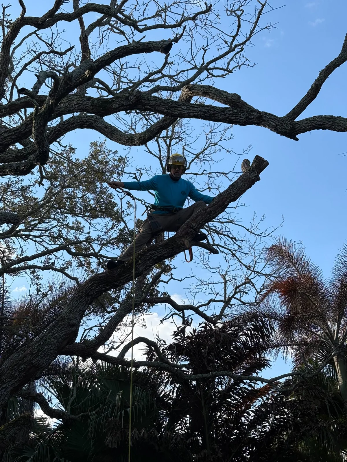 Branch Tree Service climber working high in a live oak canopy