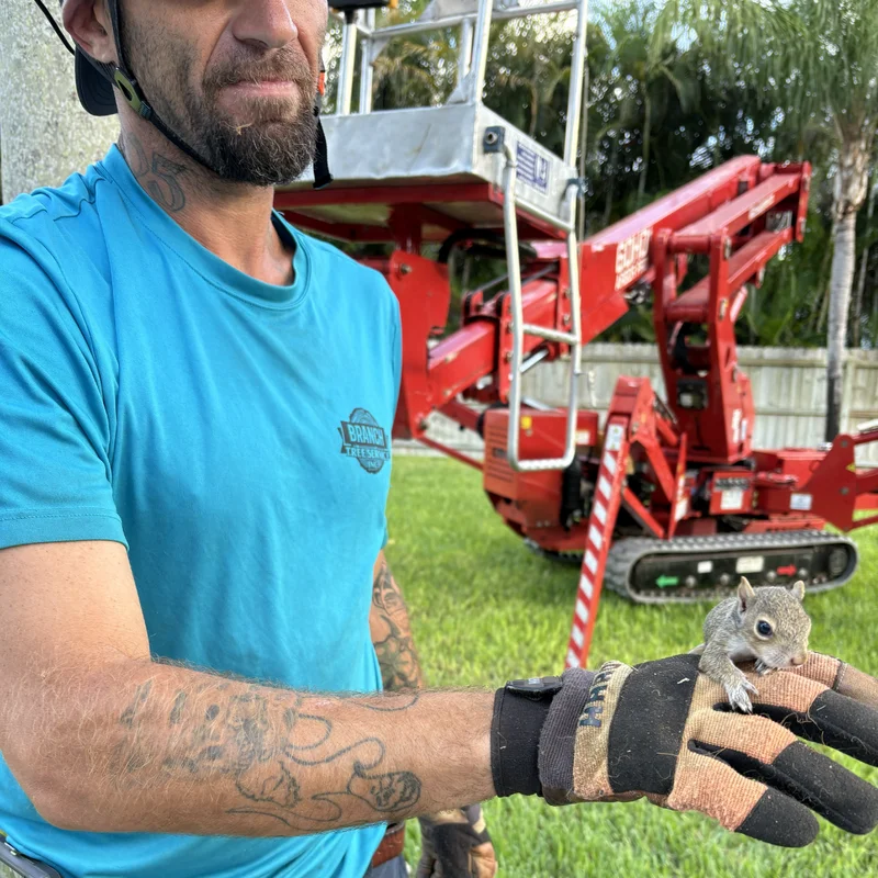 Branch Tree Service crew member with the compact spider lift used for tight-access tree work
