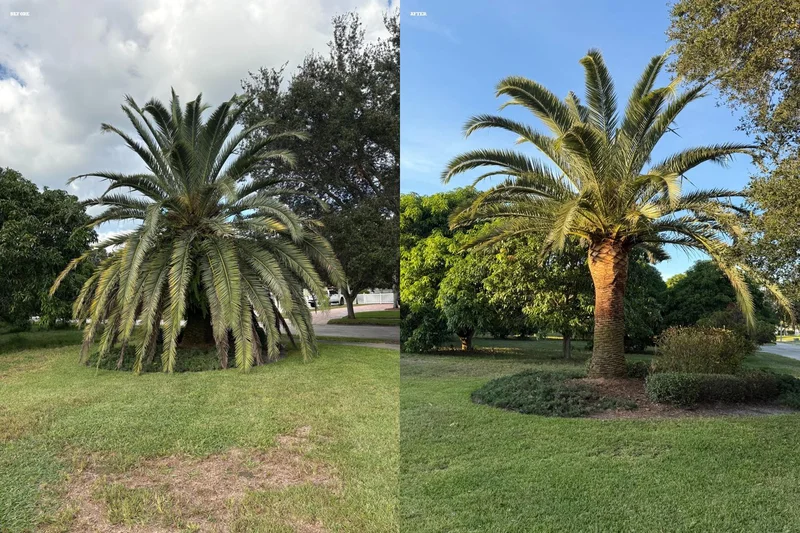 Before-and-after of a Branch Tree Service palm trimming and restoration