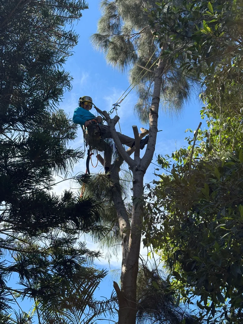 A Branch Tree Service ISA-certified arborist climbing high in the tree canopy in Brevard County, FL